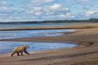 Alaskan brown bear walking the beach, Lake Clark National Park and Preserve, Alaska. Art Print